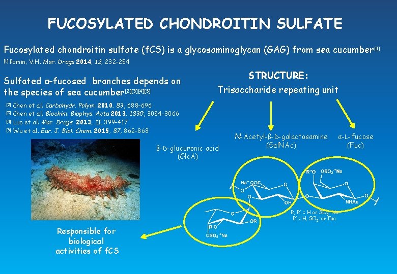 FUCOSYLATED CHONDROITIN SULFATE Fucosylated chondroitin sulfate (f. CS) is a glycosaminoglycan (GAG) from sea
