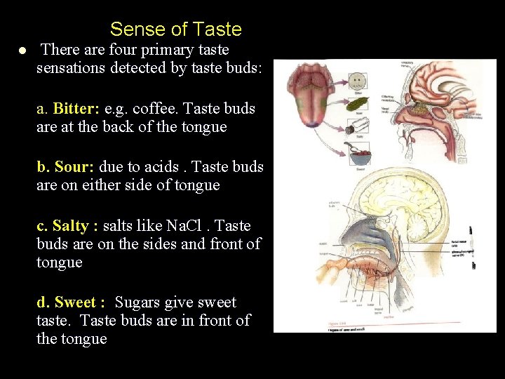 Sense of Taste l There are four primary taste sensations detected by taste buds: