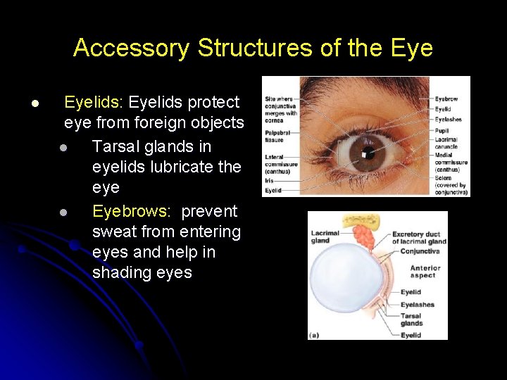 Accessory Structures of the Eye l Eyelids: Eyelids protect eye from foreign objects l Accessory Structures of the Eye l Eyelids: Eyelids protect eye from foreign objects l