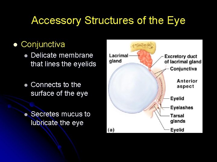 Accessory Structures of the Eye l Conjunctiva l Delicate membrane that lines the eyelids