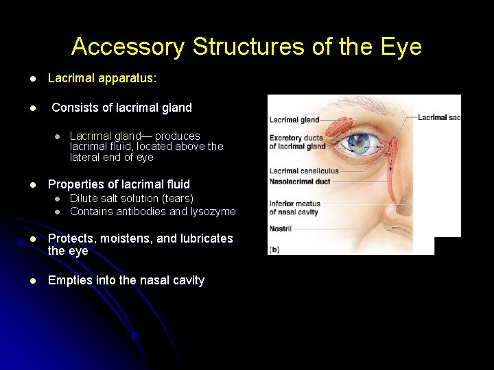 Accessory Structures of the Eye l l Lacrimal apparatus: Consists of lacrimal gland l