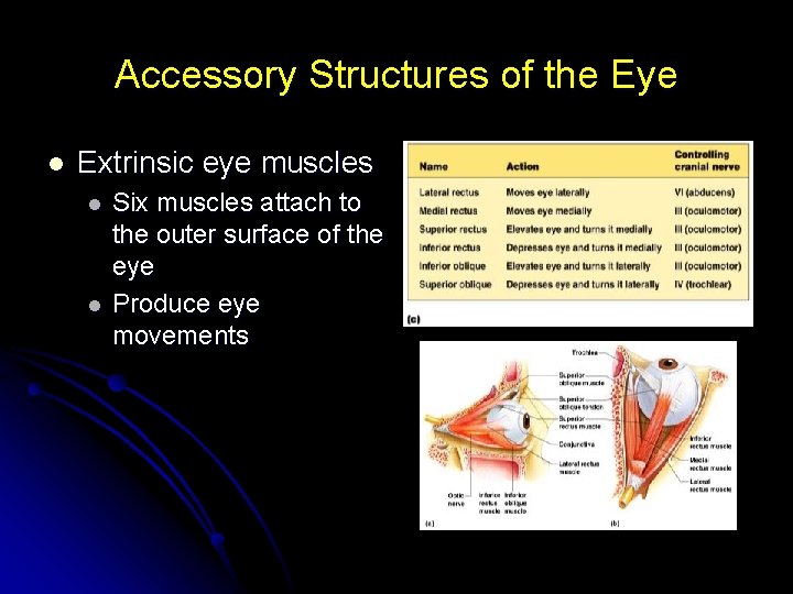 Accessory Structures of the Eye l Extrinsic eye muscles l l Six muscles attach