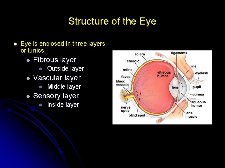 Structure of the Eye l Eye is enclosed in three layers or tunics l