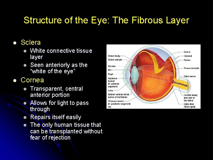 Structure of the Eye: The Fibrous Layer l Sclera l l l White connective