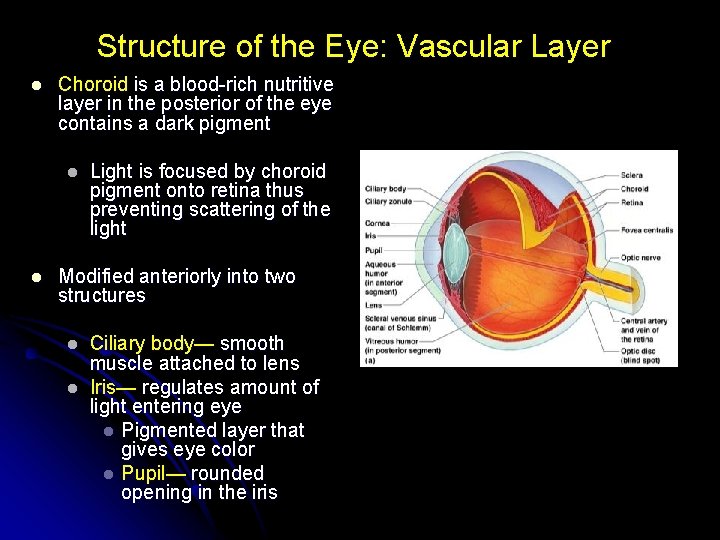 Structure of the Eye: Vascular Layer l Choroid is a blood-rich nutritive layer in