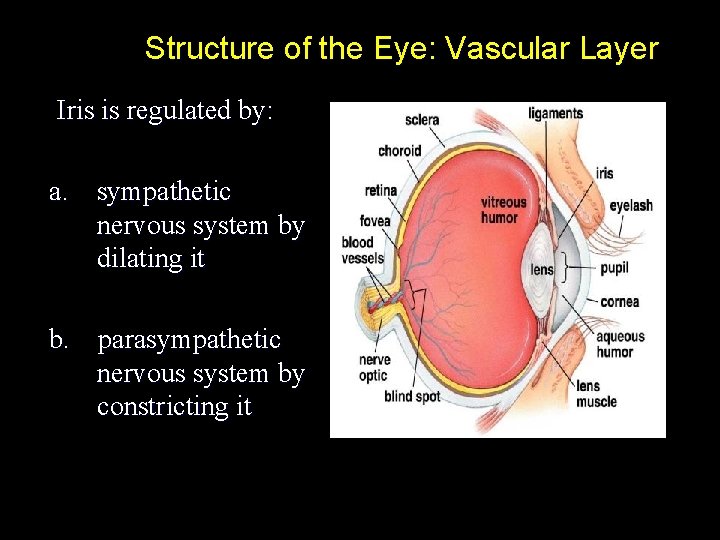 Structure of the Eye: Vascular Layer Iris is regulated by: a. sympathetic nervous system