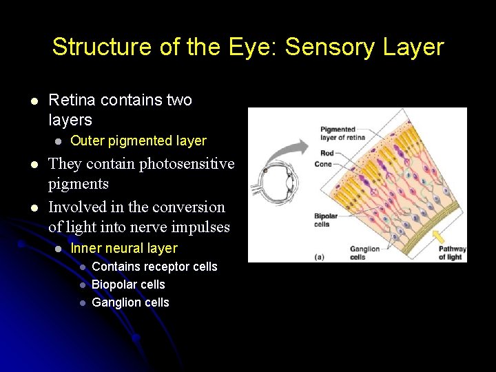 Structure of the Eye: Sensory Layer l Retina contains two layers l l l