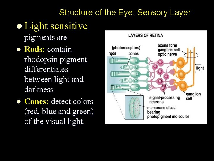 Structure of the Eye: Sensory Layer l Light sensitive pigments are l Rods: contain