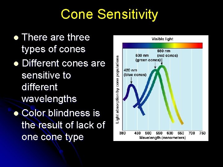 Cone Sensitivity There are three types of cones l Different cones are sensitive to