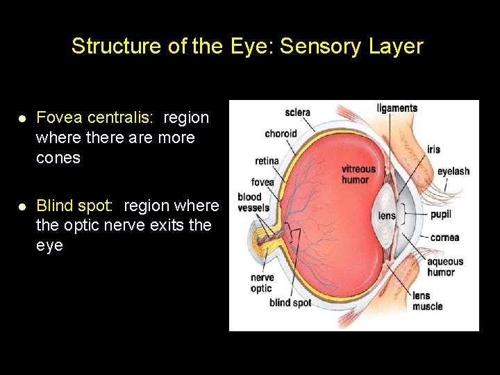 Structure of the Eye: Sensory Layer l Fovea centralis: region where there are more