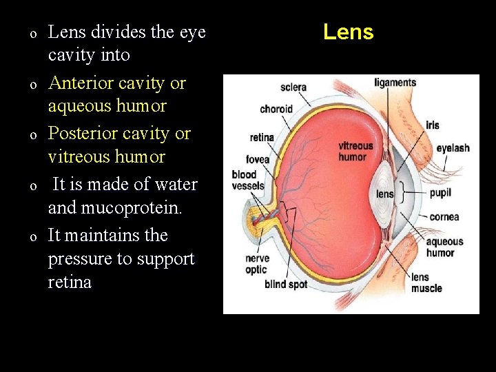 o o o Lens divides the eye cavity into Anterior cavity or aqueous humor