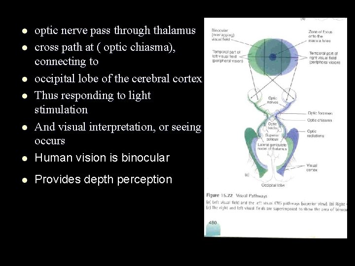 l optic nerve pass through thalamus cross path at ( optic chiasma), connecting to
