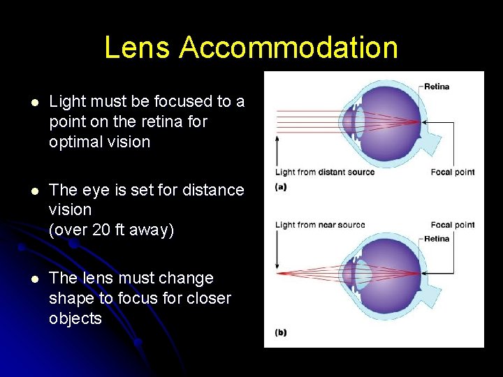 Lens Accommodation l Light must be focused to a point on the retina for