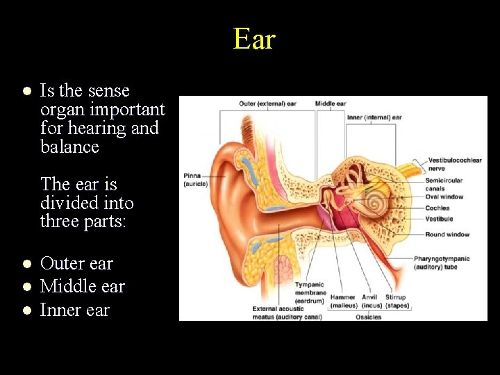 Ear l Is the sense organ important for hearing and balance The ear is