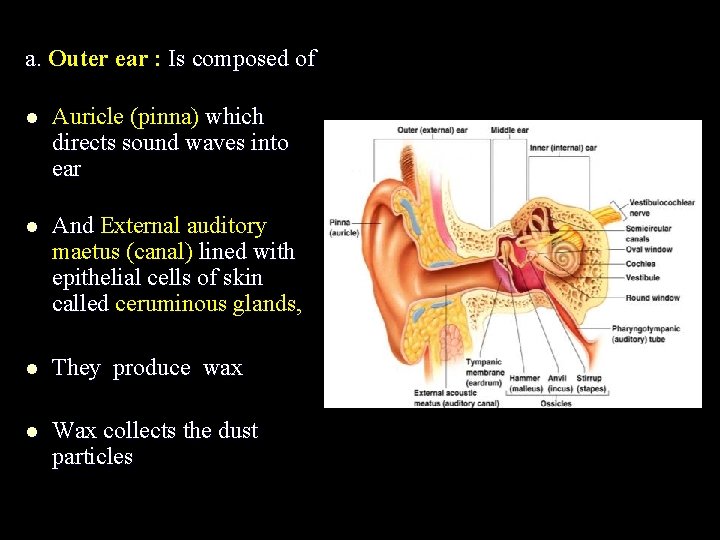 a. Outer ear : Is composed of l Auricle (pinna) which directs sound waves