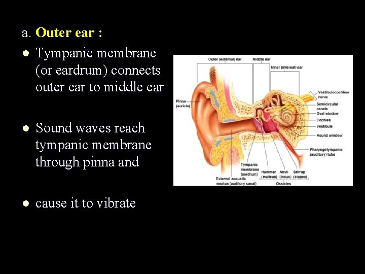 a. Outer ear : l Tympanic membrane (or eardrum) connects outer ear to middle