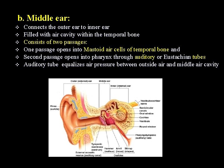 b. Middle ear: v v v Connects the outer ear to inner ear Filled