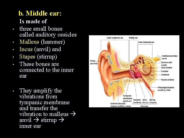 b. Middle ear: • • • Is made of three small bones called auditory