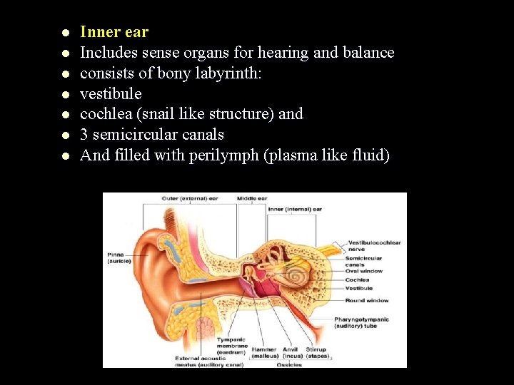 l l l l Inner ear Includes sense organs for hearing and balance consists