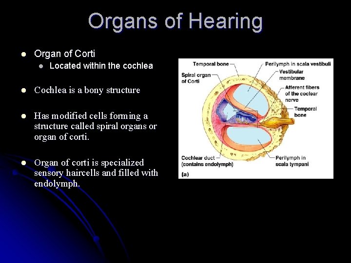 Organs of Hearing l Organ of Corti l Located within the cochlea l Cochlea
