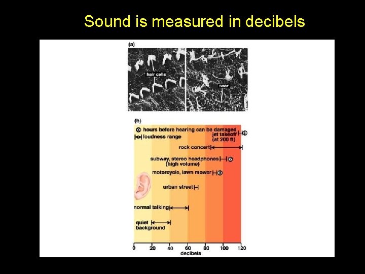 Sound is measured in decibels 