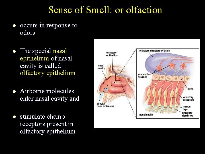 Sense of Smell: or olfaction l occurs in response to odors l The special