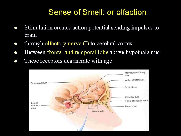 Sense of Smell: or olfaction l l Stimulation creates action potential sending impulses to