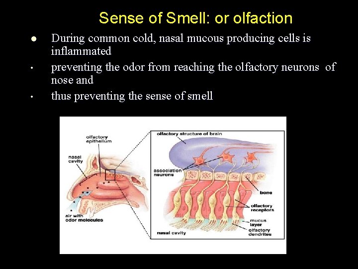 Sense of Smell: or olfaction l • • During common cold, nasal mucous producing