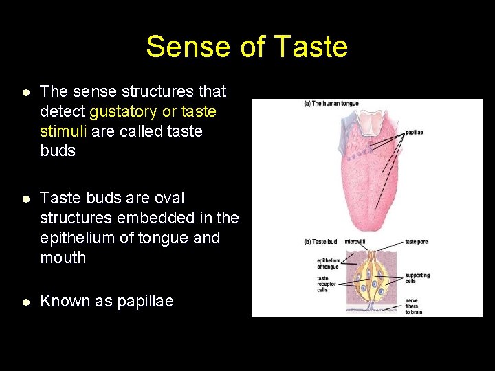 Sense of Taste l The sense structures that detect gustatory or taste stimuli are