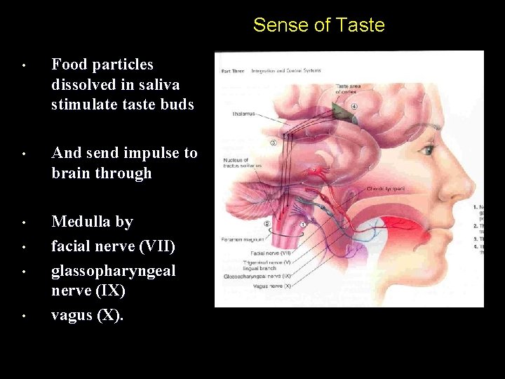 Sense of Taste • Food particles dissolved in saliva stimulate taste buds • And