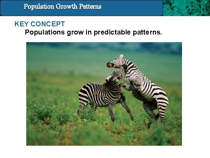 Population Growth 14. 4 Population and. Patterns Growth Patterns KEY CONCEPT Populations grow in