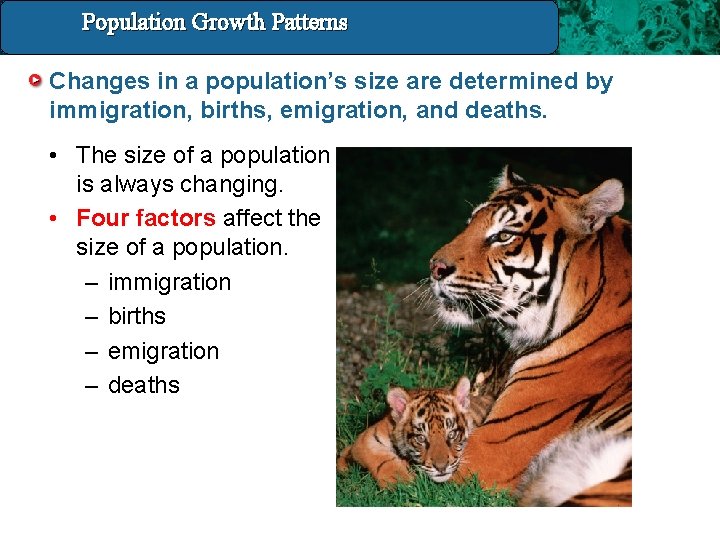 Population Growth 14. 4 Population and. Patterns Growth Patterns Changes in a population’s size