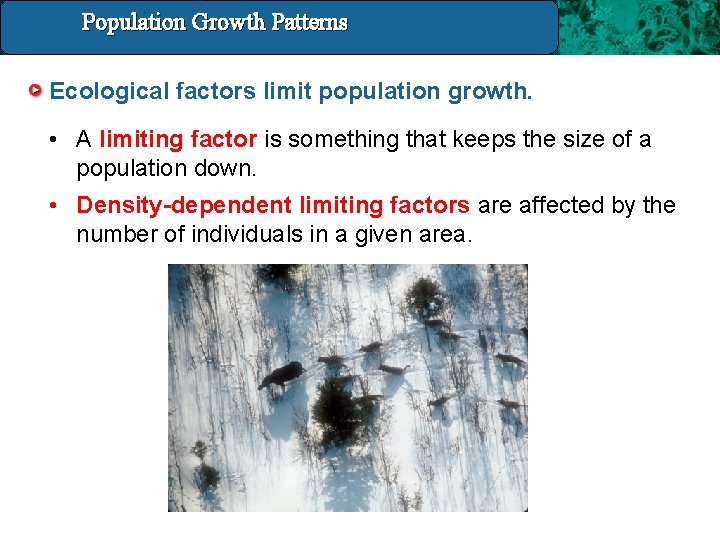 Population Growth 14. 4 Population and. Patterns Growth Patterns Ecological factors limit population growth.