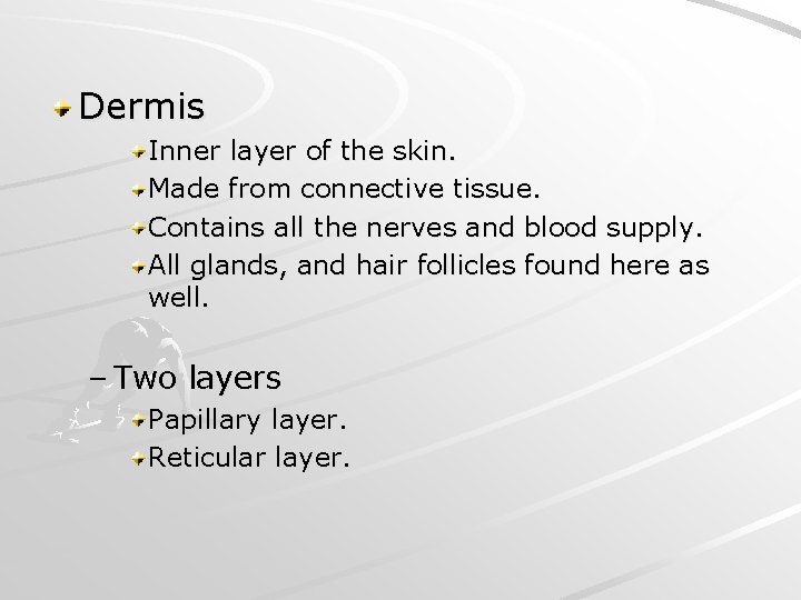 Dermis Inner layer of the skin. Made from connective tissue. Contains all the nerves