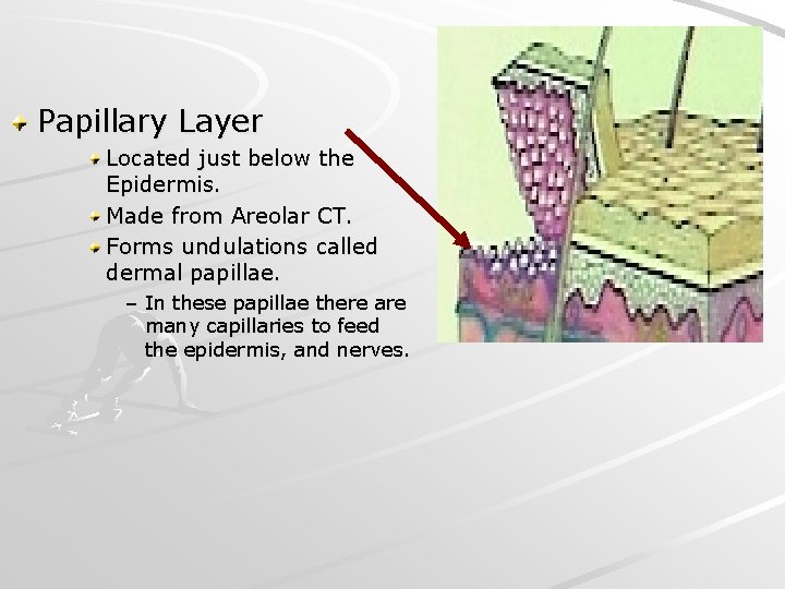 Papillary Layer Located just below the Epidermis. Made from Areolar CT. Forms undulations called