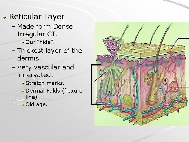 Reticular Layer – Made form Dense Irregular CT. Our “hide”. – Thickest layer of