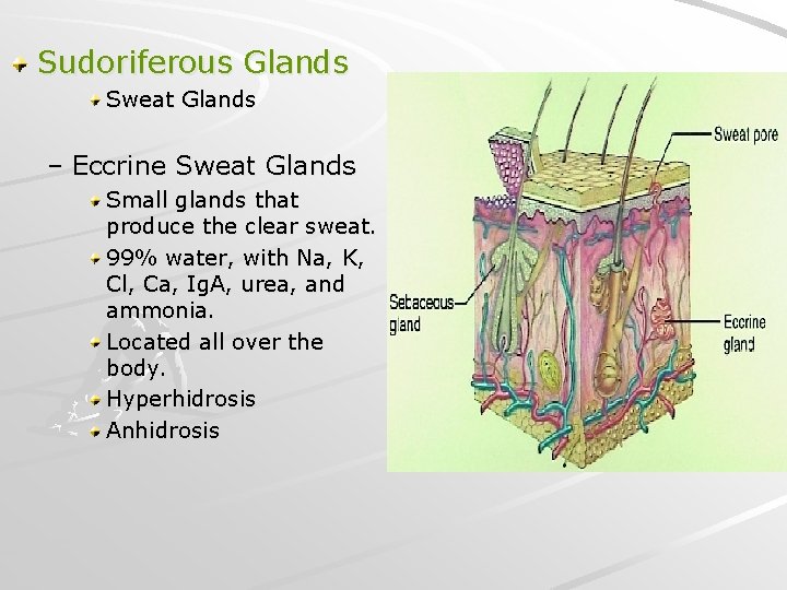 Sudoriferous Glands Sweat Glands – Eccrine Sweat Glands Small glands that produce the clear