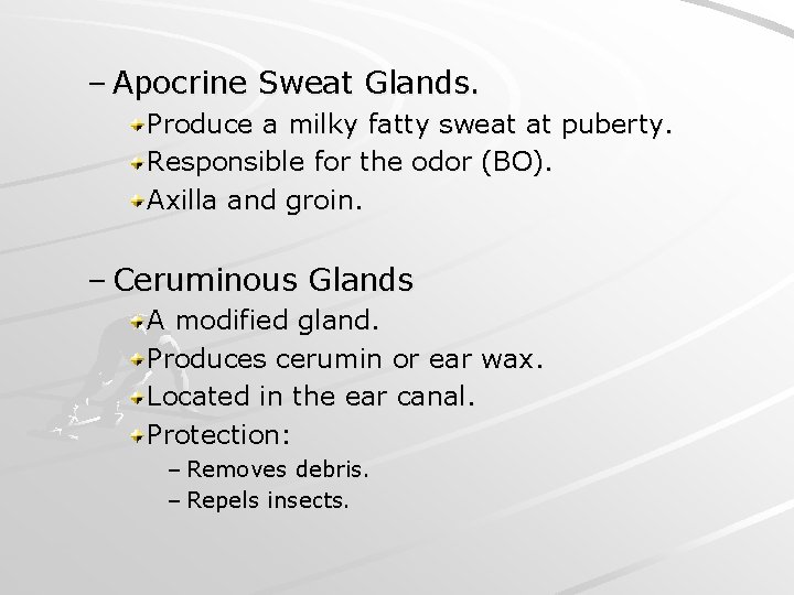 – Apocrine Sweat Glands. Produce a milky fatty sweat at puberty. Responsible for the