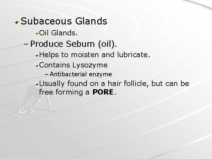 Subaceous Glands Oil Glands. – Produce Sebum (oil). Helps to moisten and lubricate. Contains