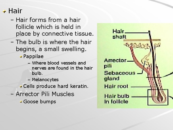 Hair – Hair forms from a hair follicle which is held in place by