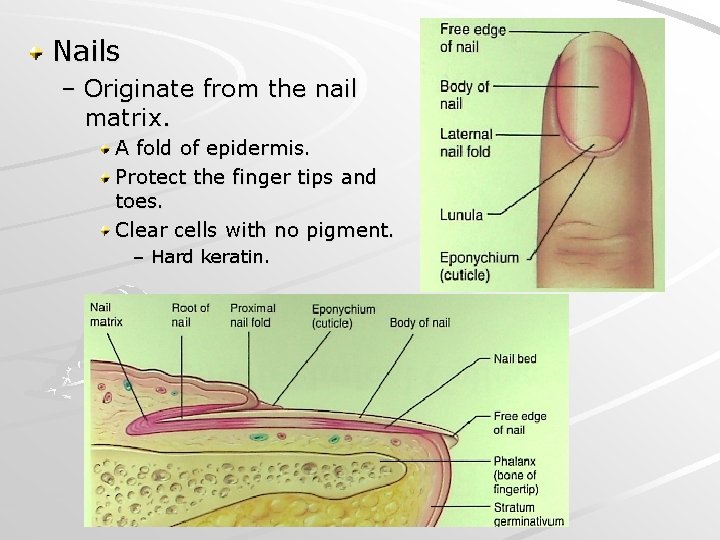 Nails – Originate from the nail matrix. A fold of epidermis. Protect the finger