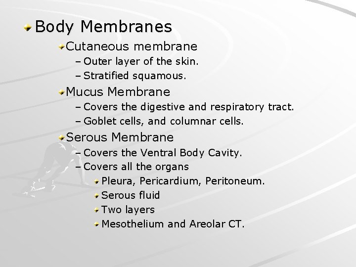 Body Membranes Cutaneous membrane – Outer layer of the skin. – Stratified squamous. Mucus