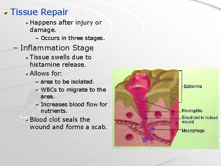 Tissue Repair Happens after injury or damage. – Occurs in three stages. – Inflammation