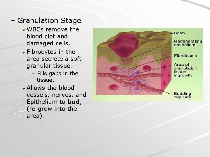 – Granulation Stage WBCs remove the blood clot and damaged cells. Fibrocytes in the