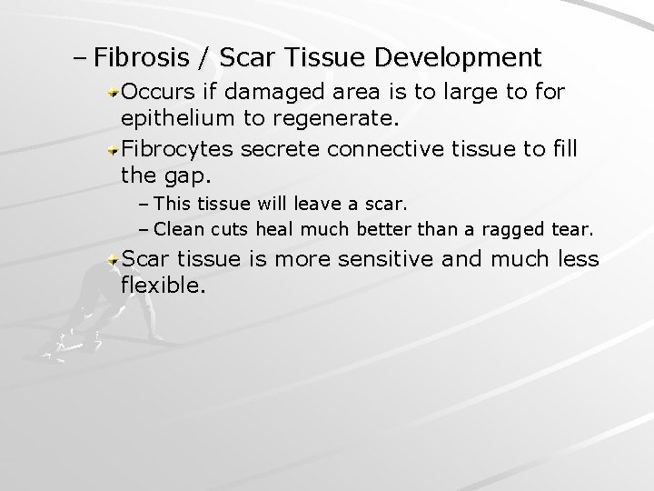– Fibrosis / Scar Tissue Development Occurs if damaged area is to large to