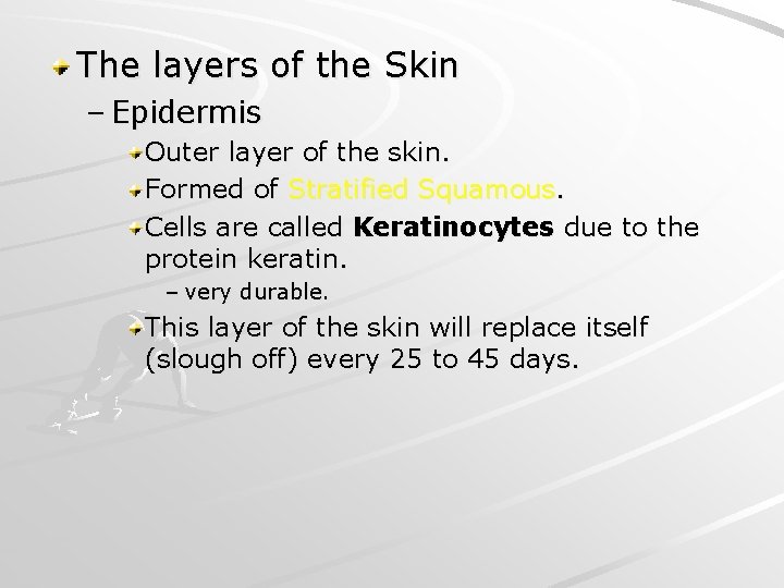 The layers of the Skin – Epidermis Outer layer of the skin. Formed of