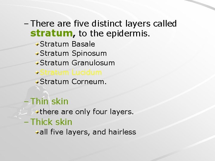 – There are five distinct layers called stratum, to the epidermis. Stratum Stratum Basale