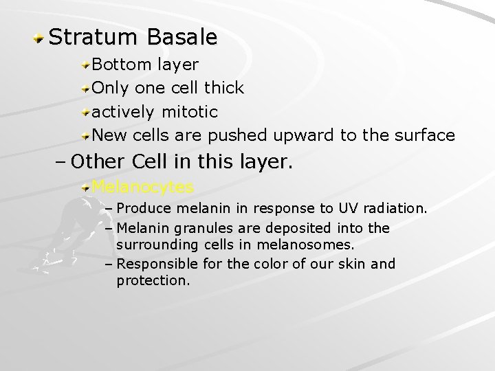 Stratum Basale Bottom layer Only one cell thick actively mitotic New cells are pushed