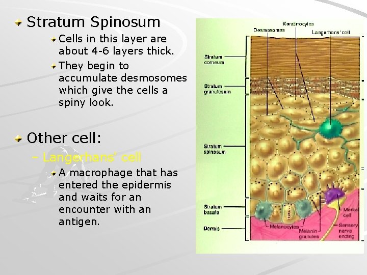 Stratum Spinosum Cells in this layer are about 4 -6 layers thick. They begin