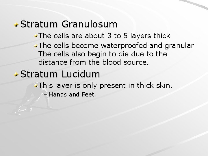 Stratum Granulosum The cells are about 3 to 5 layers thick The cells become